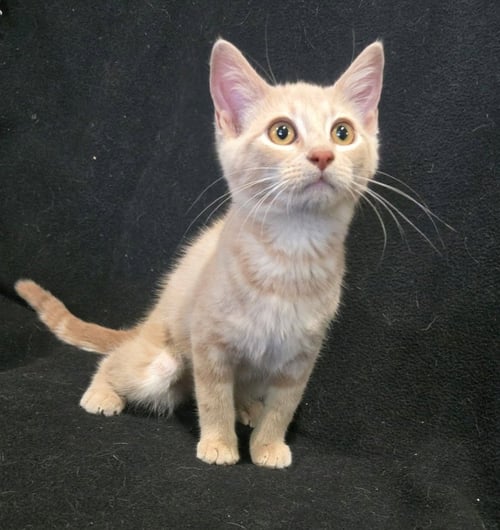 SADIE - Domestic Short Hair for adoption in Pittsburgh