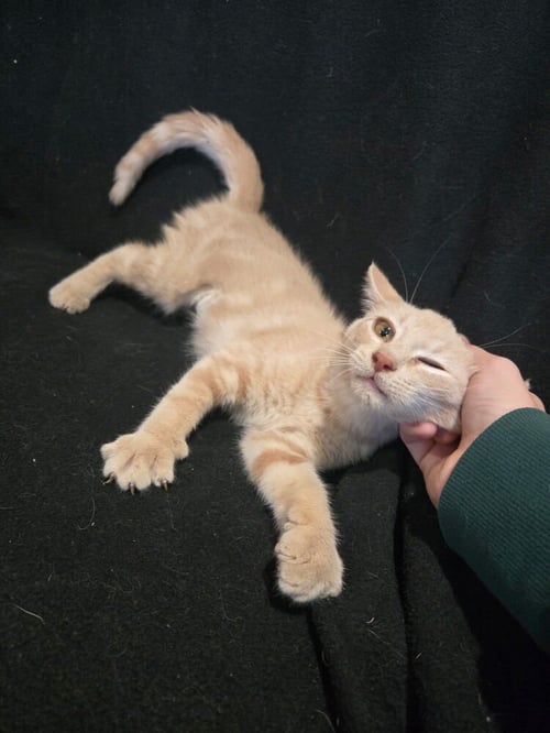 SADIE - Domestic Short Hair available for adoption