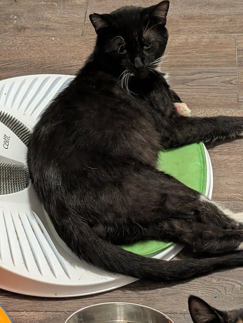 TOAST MALONE - Domestic Short Hair available for adoption