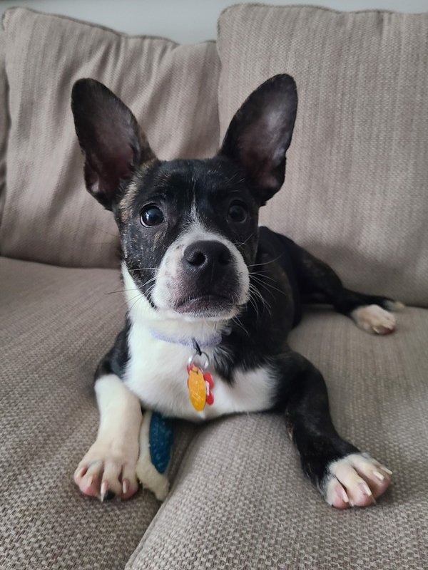 TINY TIM - Terrier / Chihuahua available for adoption