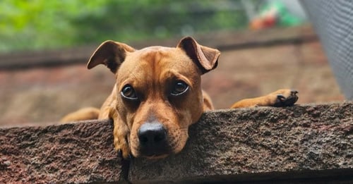 CARAMEL - Pug / Chihuahua available for adoption