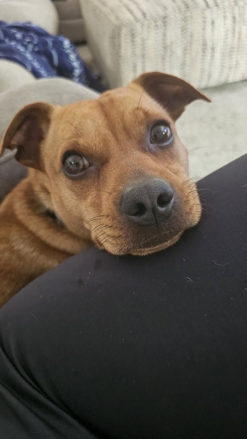 CARAMEL - Pug / Chihuahua available for adoption