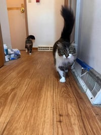 Toulouse (Bonded with Marie and Berlioz) - Photo 4