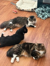 Toulouse (Bonded with Marie and Berlioz) - Photo 2