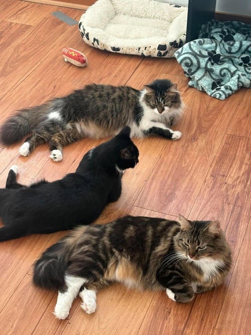 TOULOUSE (BONDED WITH MARIE AND BERLIOZ) - Domestic Long Hair available for adoption