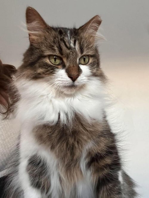 TOULOUSE (BONDED WITH MARIE AND BERLIOZ) - Domestic Long Hair available for adoption