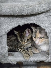Rizzo - Photo 3
