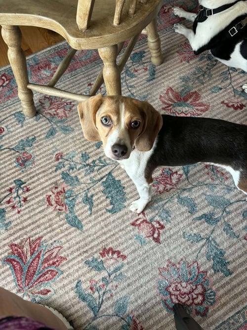 DAISY - Beagle available for adoption