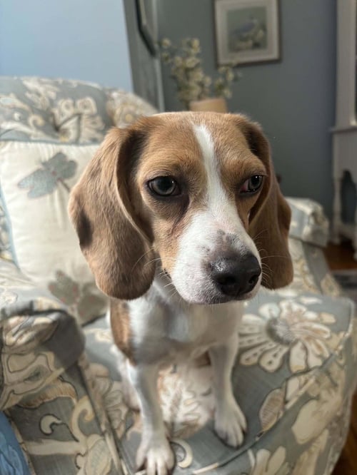 DAISY - Beagle available for adoption