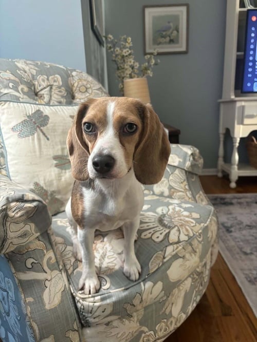 DAISY - Beagle available for adoption