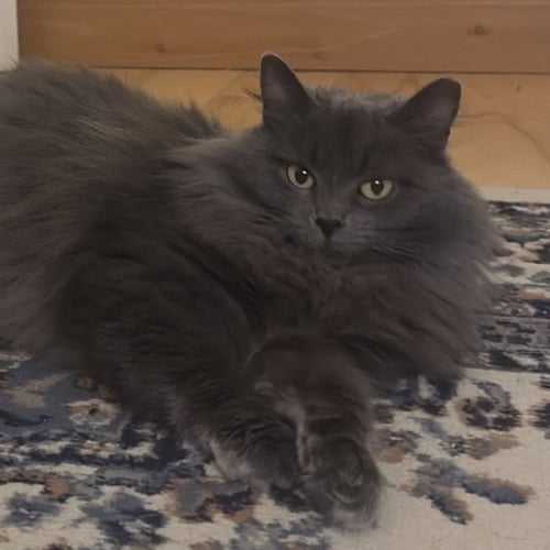 SUSU - Domestic Long Hair available for adoption