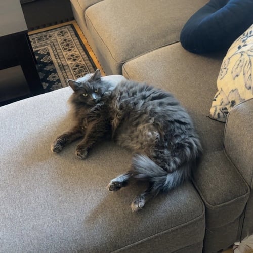 SUSU - Domestic Long Hair available for adoption