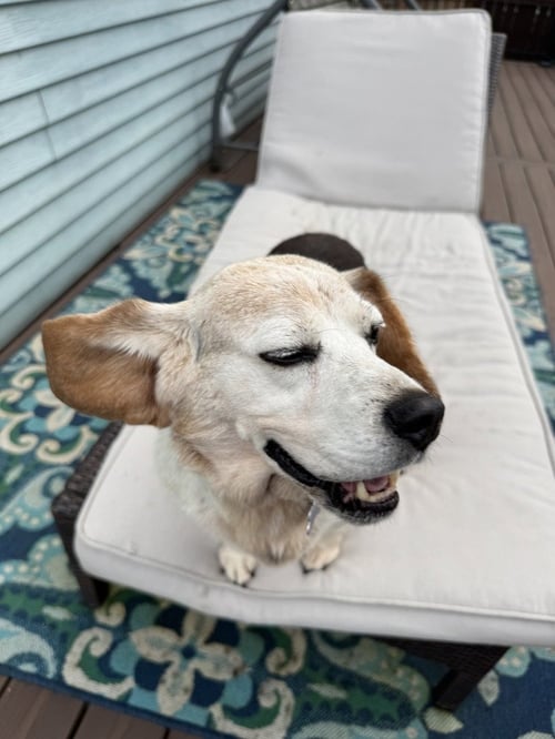 BARBARA - Beagle available for adoption