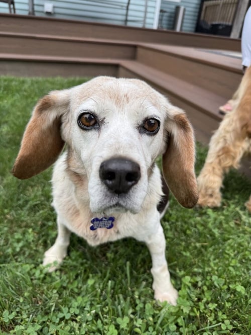 BARBARA - Beagle available for adoption