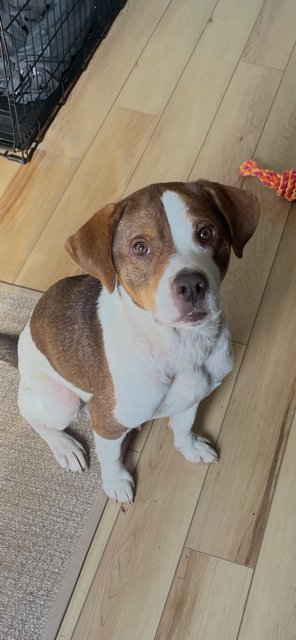 PETE - Beagle / Terrier for adoption in Pittsburgh