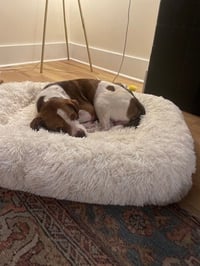 Pete - Photo 2