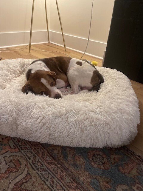 PETE - Beagle / Terrier available for adoption