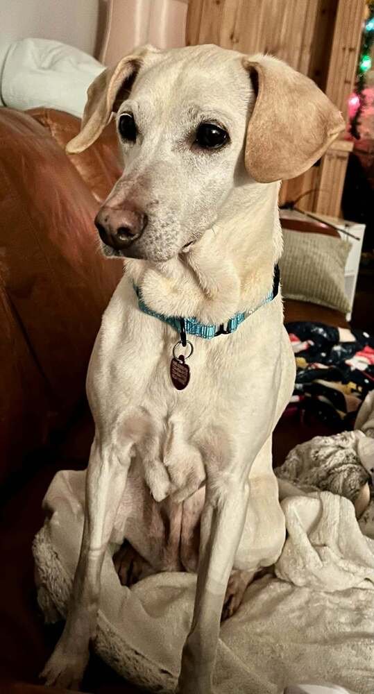 LUCKY (BONDED WITH BETTY BOOP) - Labrador Retriever available for adoption