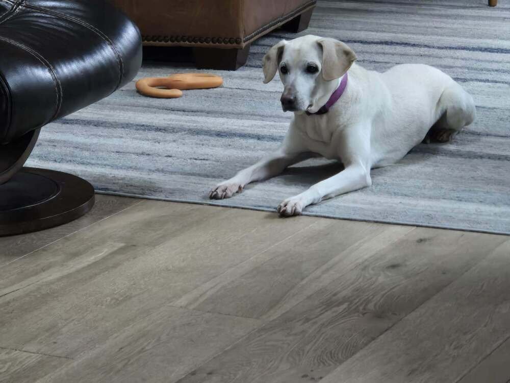 Lucky (bonded with Betty Boop) - Photo 3