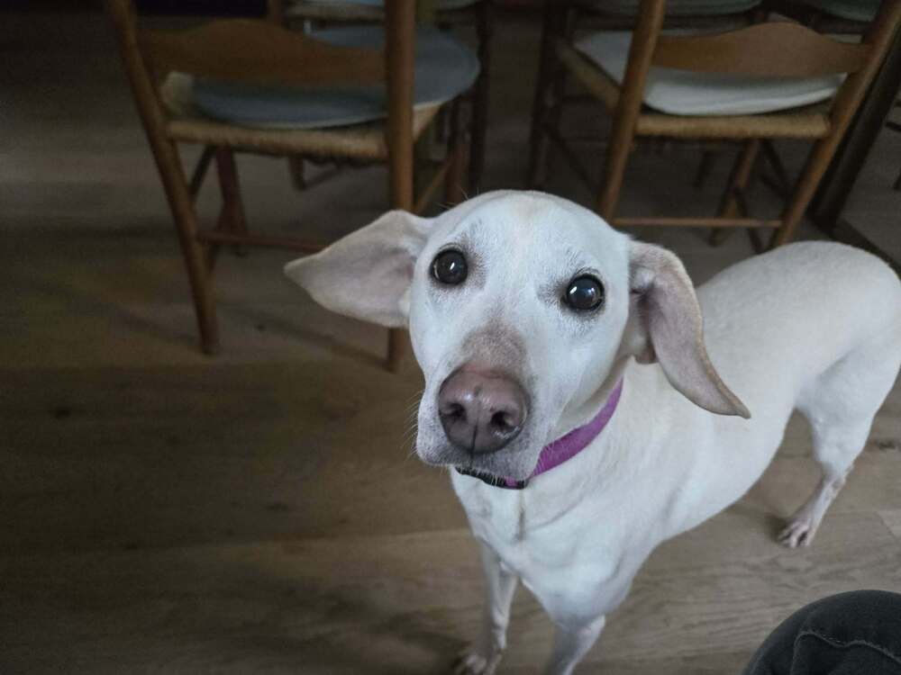 Lucky (bonded with Betty Boop) - Photo 4