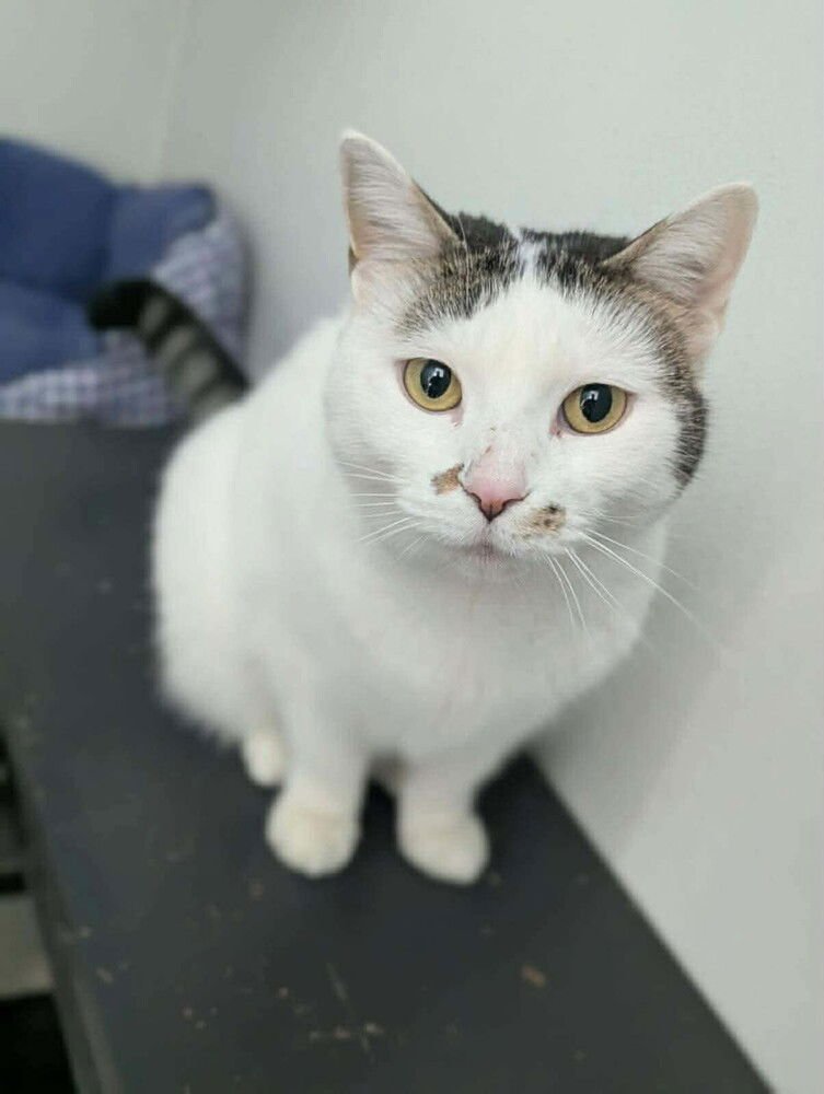 VANILLA - Domestic Short Hair available for adoption