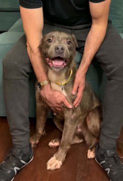 CANNOLI - Pit Bull Terrier available for adoption