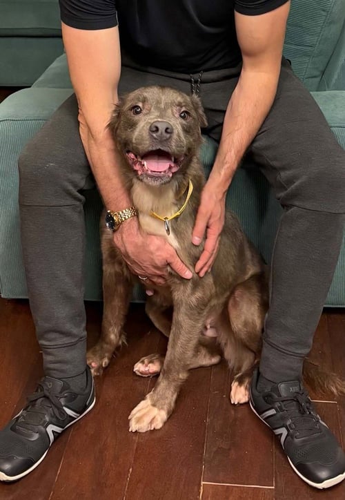 CANNOLI - Pit Bull Terrier available for adoption