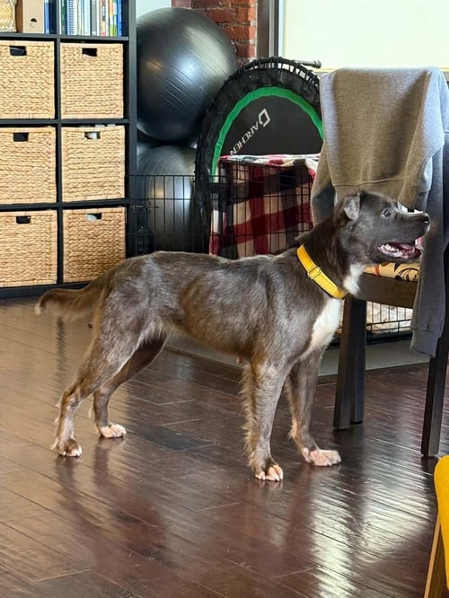 CANNOLI - Pit Bull Terrier available for adoption