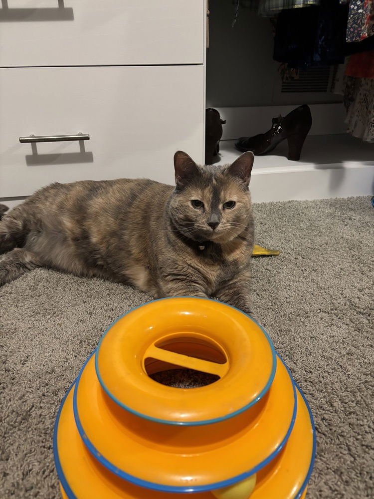 COOKIE - Domestic Medium Hair available for adoption