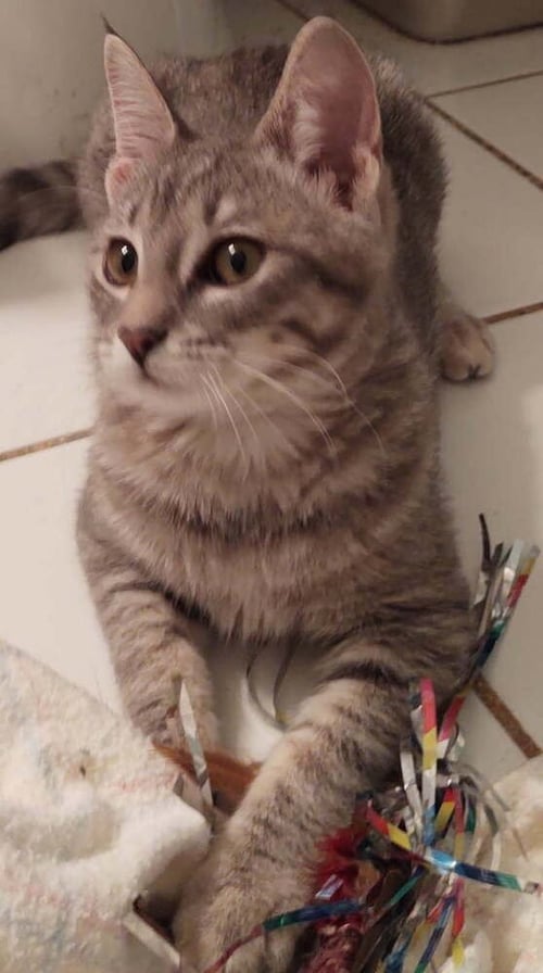 ELSIE - Domestic Short Hair available for adoption