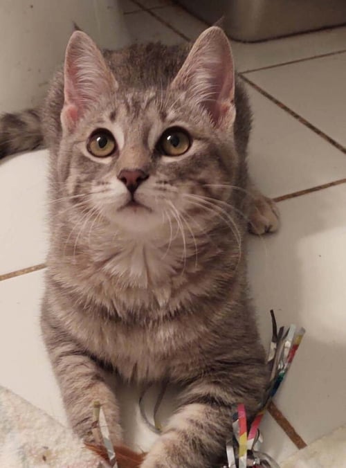 ELSIE - Domestic Short Hair available for adoption