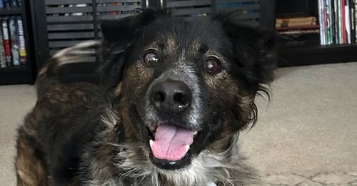 AIDEN - Australian Shepherd / Border Collie available for adoption