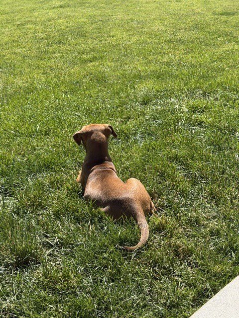 MARCIA - Doberman Pinscher / American Bulldog available for adoption