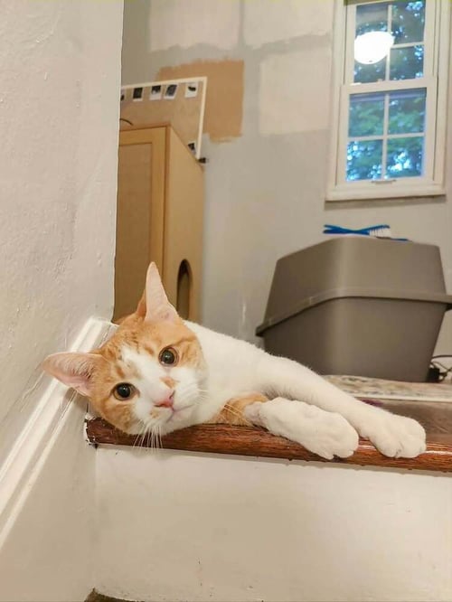 EDDY - American Shorthair available for adoption