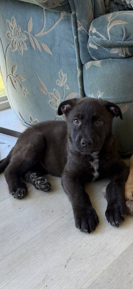 BEAR - Terrier available for adoption