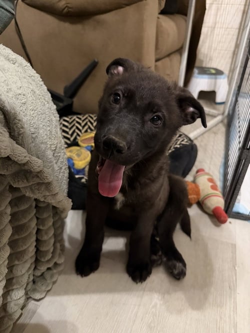 BEAR - Terrier available for adoption