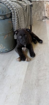 Bear - Photo 3