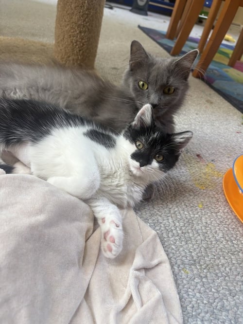 NOVA - Domestic Short Hair available for adoption