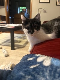 Nova - Photo 4