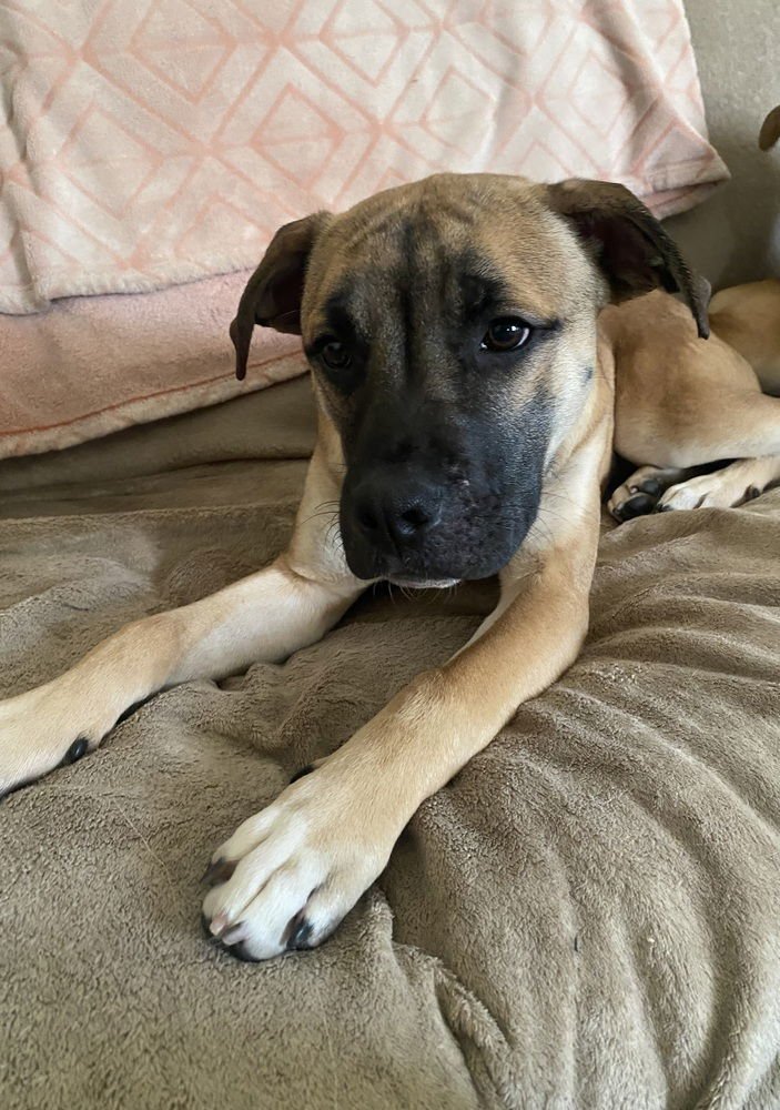 MIKE - Shepherd / Boxer available for adoption