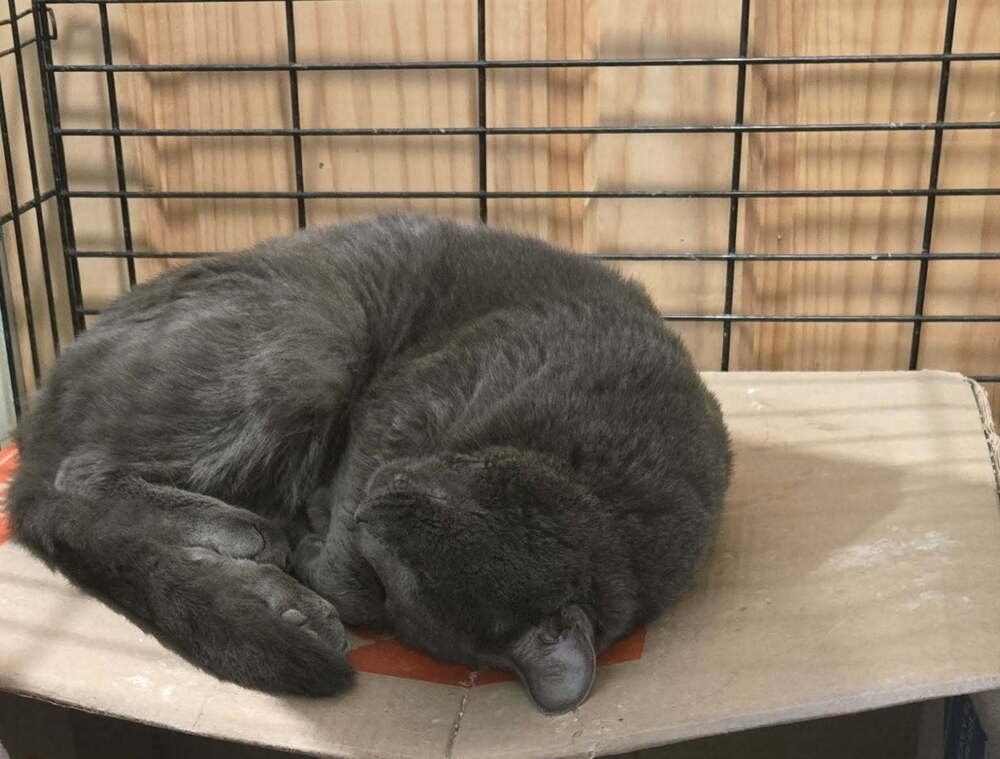 DORIAN - Domestic Short Hair available for adoption