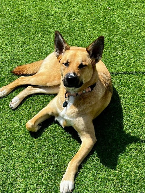 WINNIE - German Shepherd Dog / Husky available for adoption