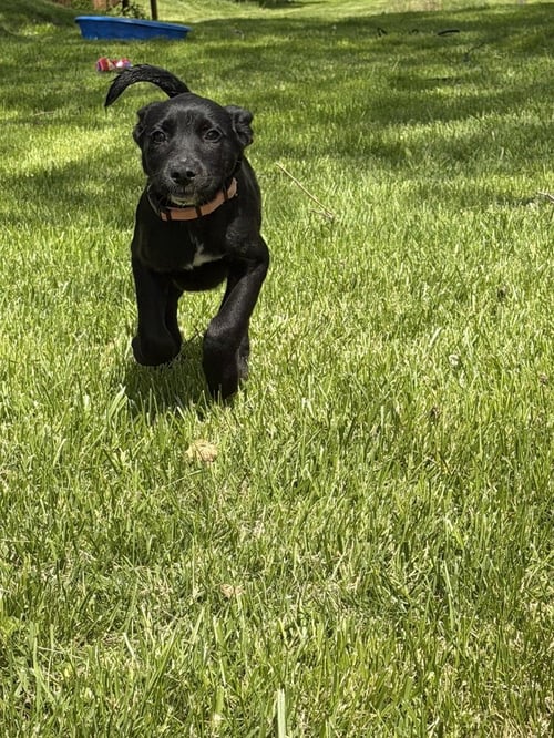 GABBIE - Labrador Retriever / Husky available for adoption
