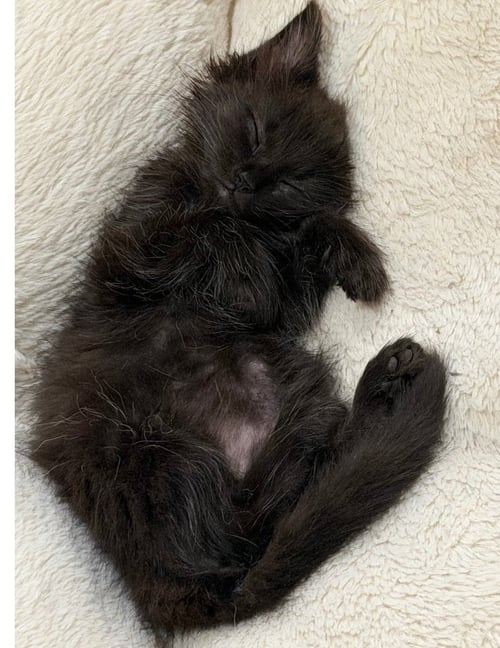 BECKY - Domestic Medium Hair available for adoption