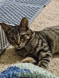James (bonded with Orla) - Photo 3