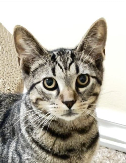 JAMES (BONDED WITH ORLA) - Domestic Short Hair available for adoption