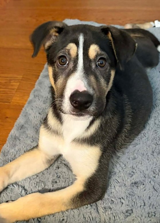 LYLA - Terrier available for adoption