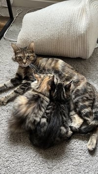 Mozzarella (Ella) - Photo 5