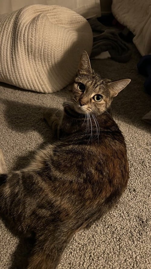 MOZZARELLA (ELLA) - Domestic Short Hair / Tabby available for adoption
