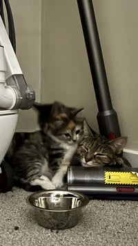 Mozzarella (Ella) - Photo 6